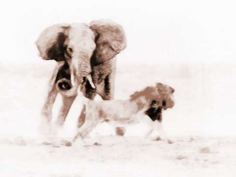 追逐大象